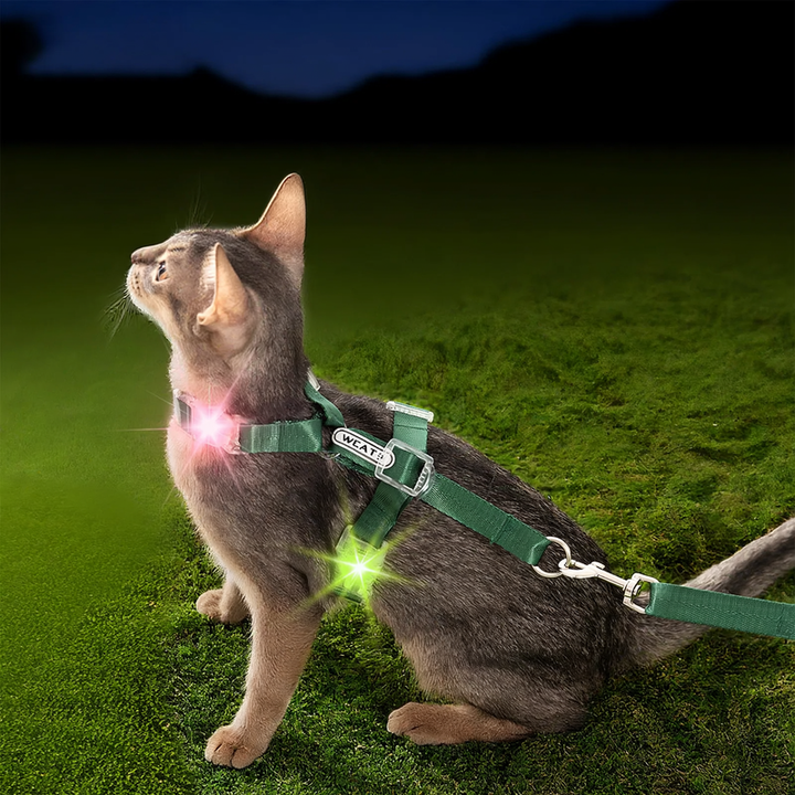 Luminous cat and dog harness leash