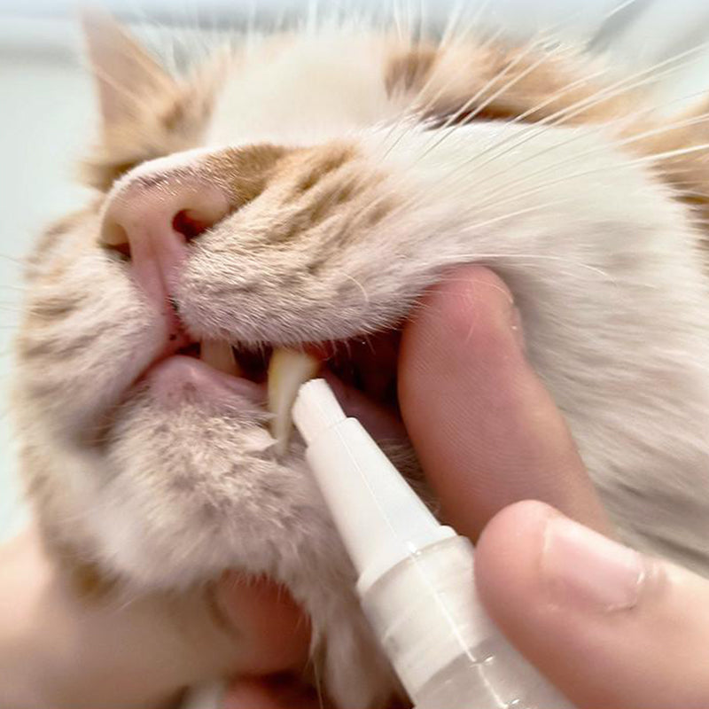 New improved toothbrush pen for pets | Bowlift