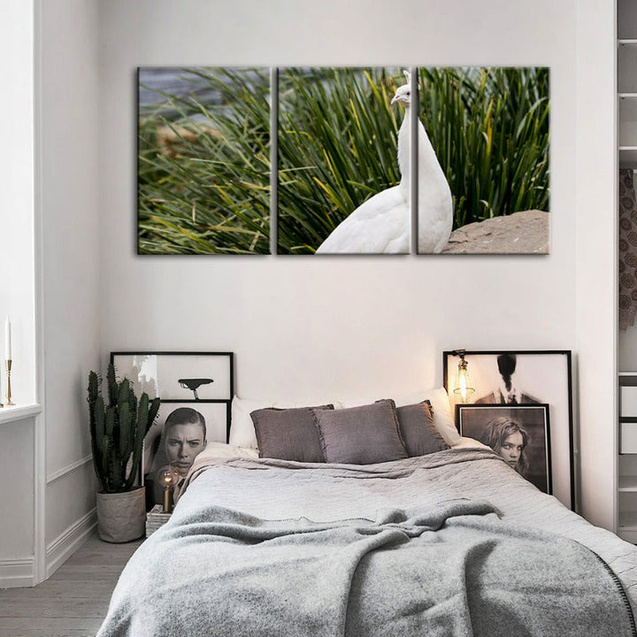 Regal Albino Peacock-Canvas Wall Art Painting 3 Pieces | Bowlift