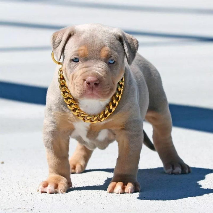 BowLift | Pet Jewelry Thick Gold Chain Collar
