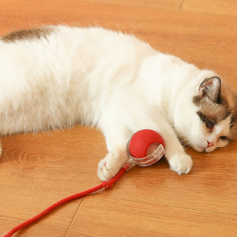BowLift | Indoor Cat interactive ball