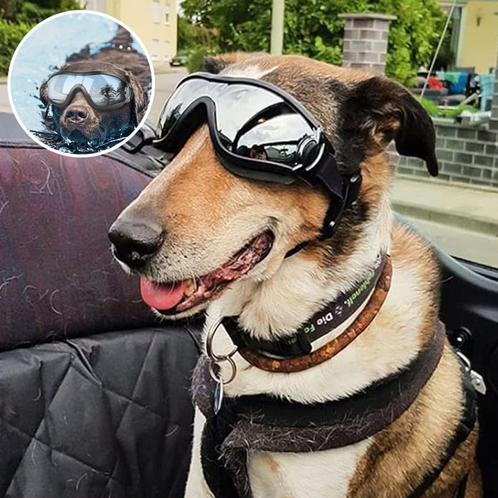 BowLift | Outdoor Protection Glasses for Dogs