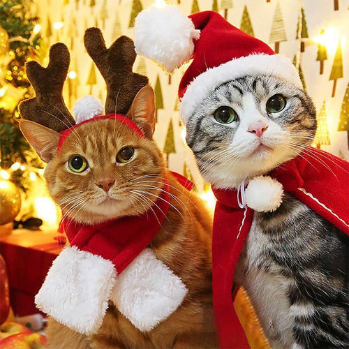 BowLift | FestivaPaws – Warm festive pet outfits that attract attention