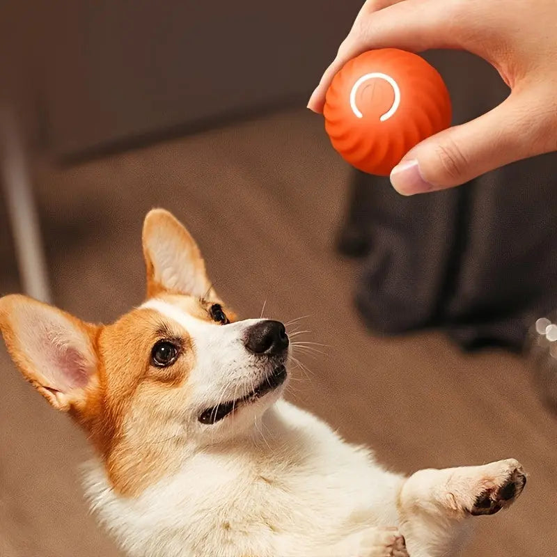 BowLift | 2-in-1 Interactive Hunting Toy for Pets