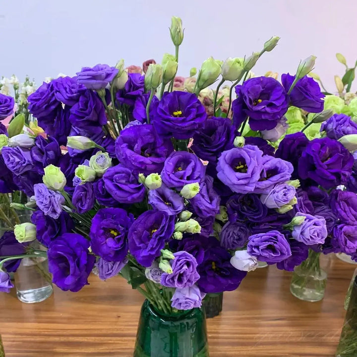 BowLift | 200 Seeds Eustoma - Thornless Rose Seeds – Fast Germination & Long Blooming Period
