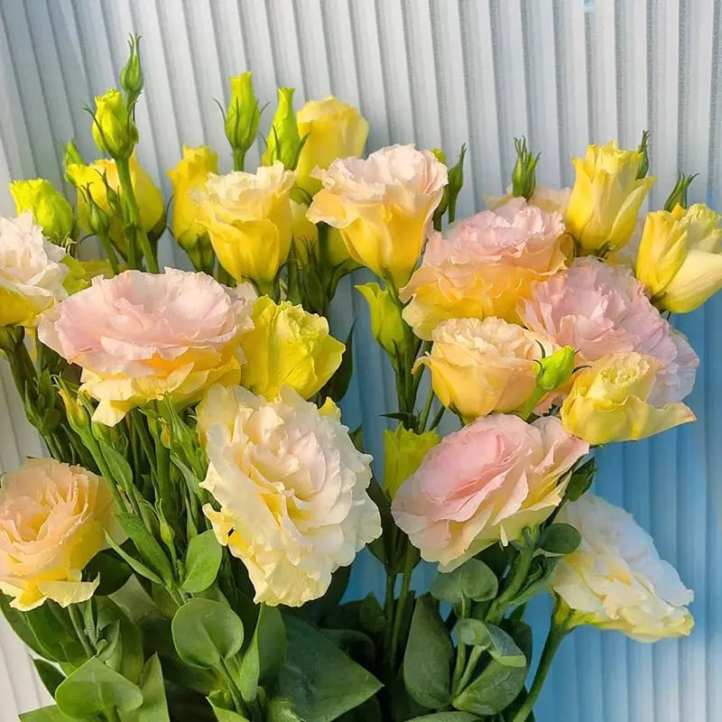 BowLift | 200 Seeds Eustoma - Thornless Rose Seeds – Fast Germination & Long Blooming Period