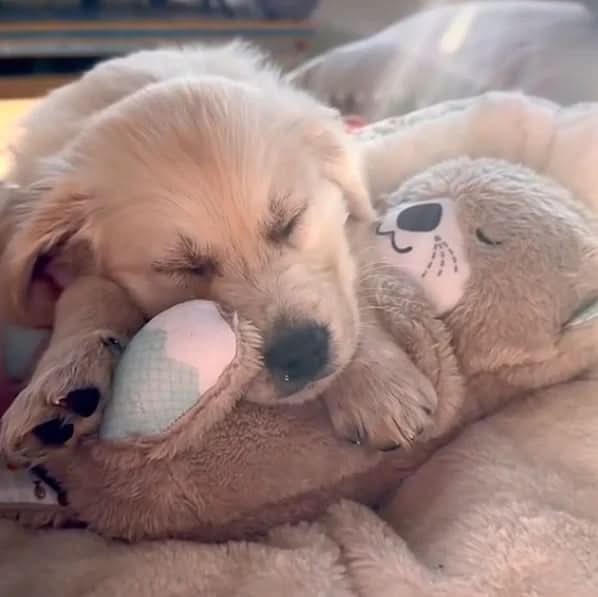 BowLift | Soothing cuddly toy for puppies & kittens