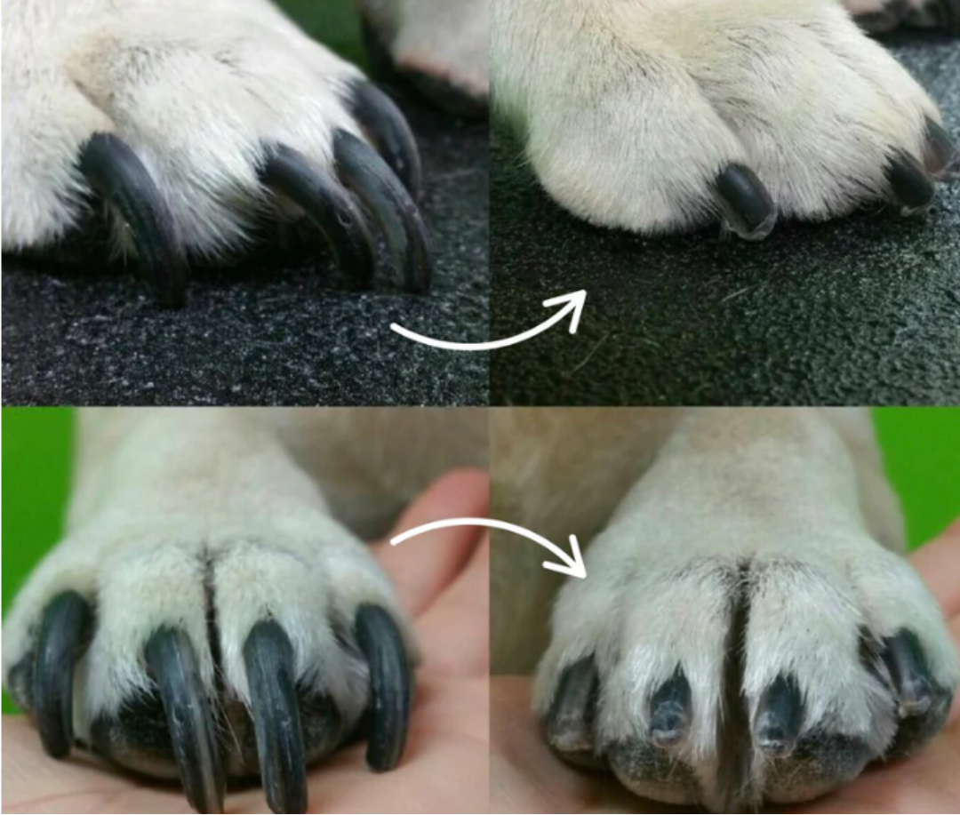 BowLift | PawGlow – Safely trim your dog's nails with built-in LED light