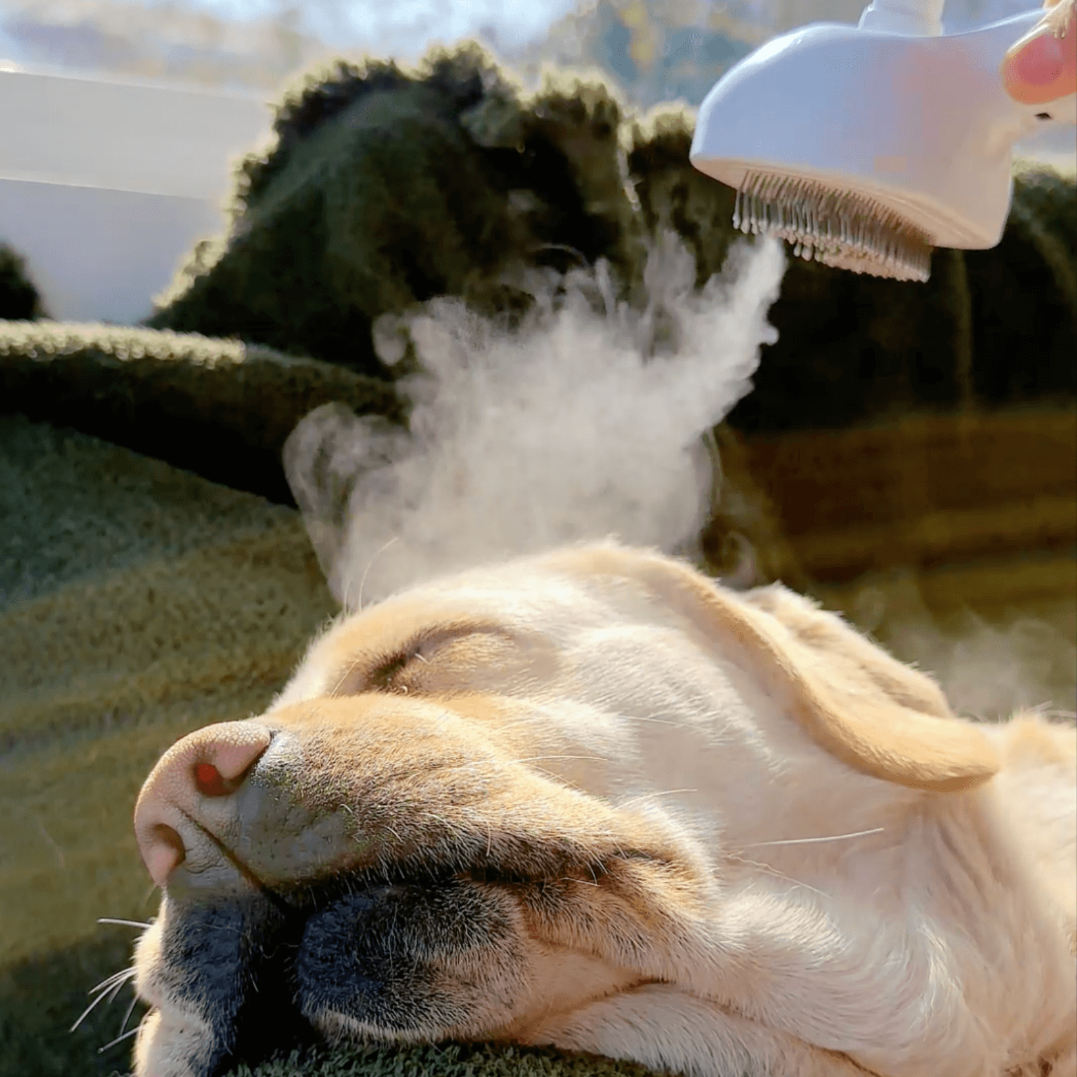 BowLift | DampfVacht Steam Brush – Gentle Care for Every Dog Coat