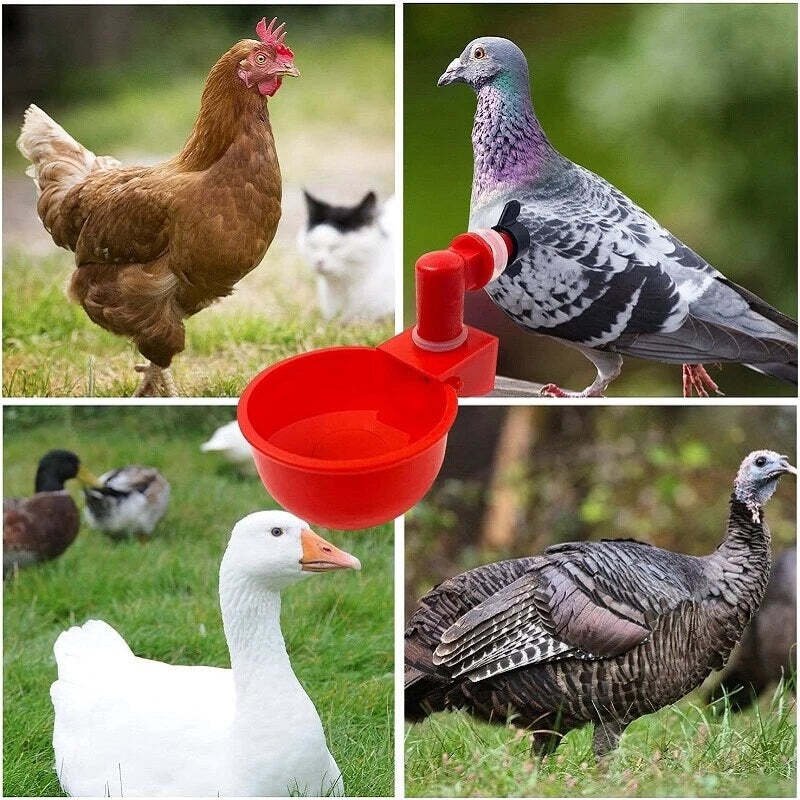 BowLift | Automatic Chicken Water Cup Bird Coop