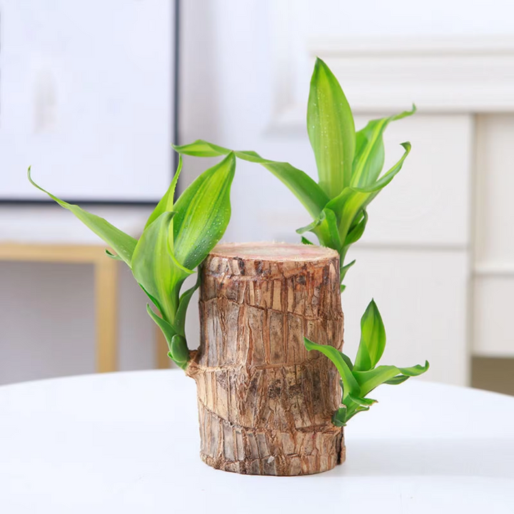 Brazilian Fortune Wood Plant - Bring Financial Luck and Prosperity Bowlift