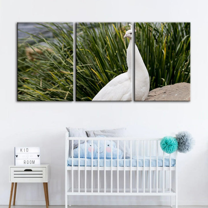 Regal Albino Peacock-Canvas Wall Art Painting 3 Pieces | Bowlift