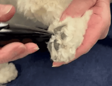 Hair clipper for stress-free grooming | Bowlift
