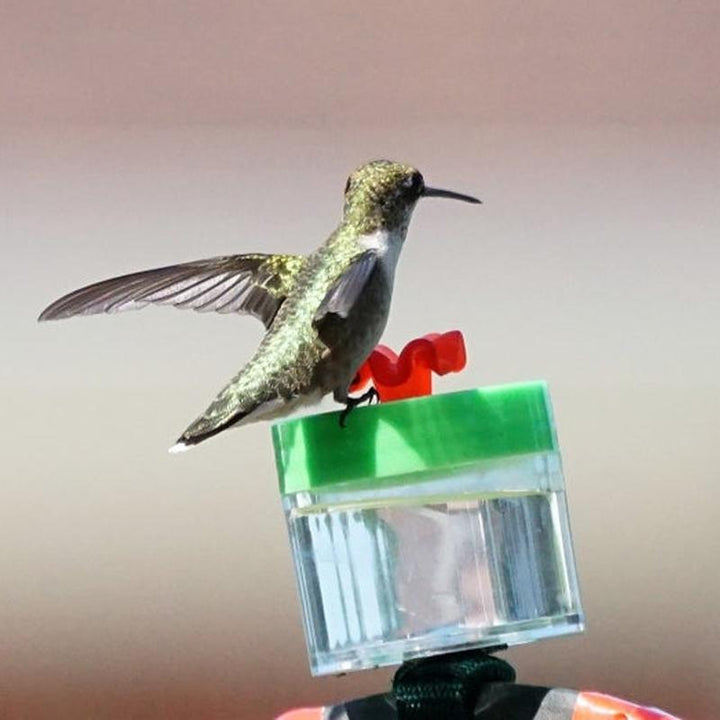 BowLift | Original Hummingbird Wrist Feeder