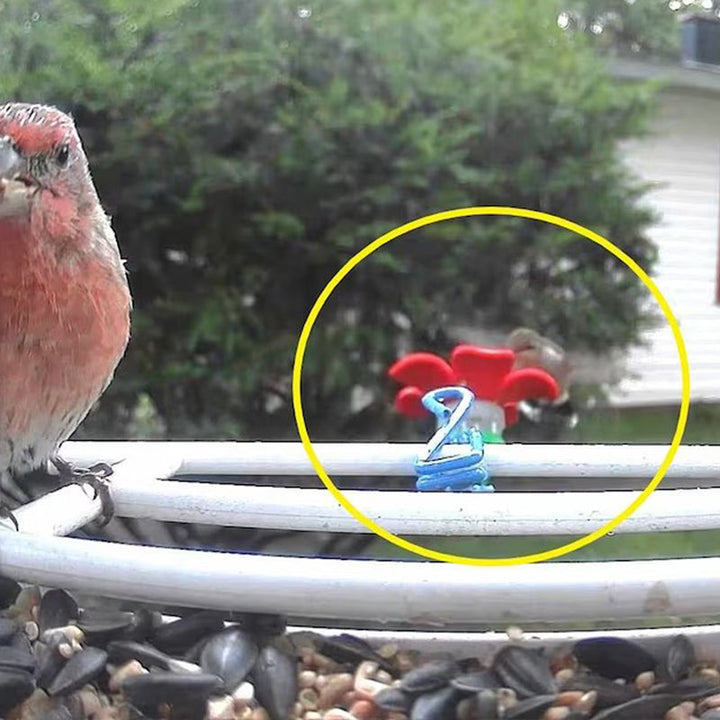 BowLift | Hat Clip Hummingbird Feeder