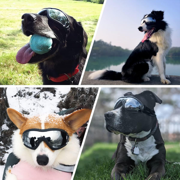 BowLift | Outdoor Protection Glasses for Dogs