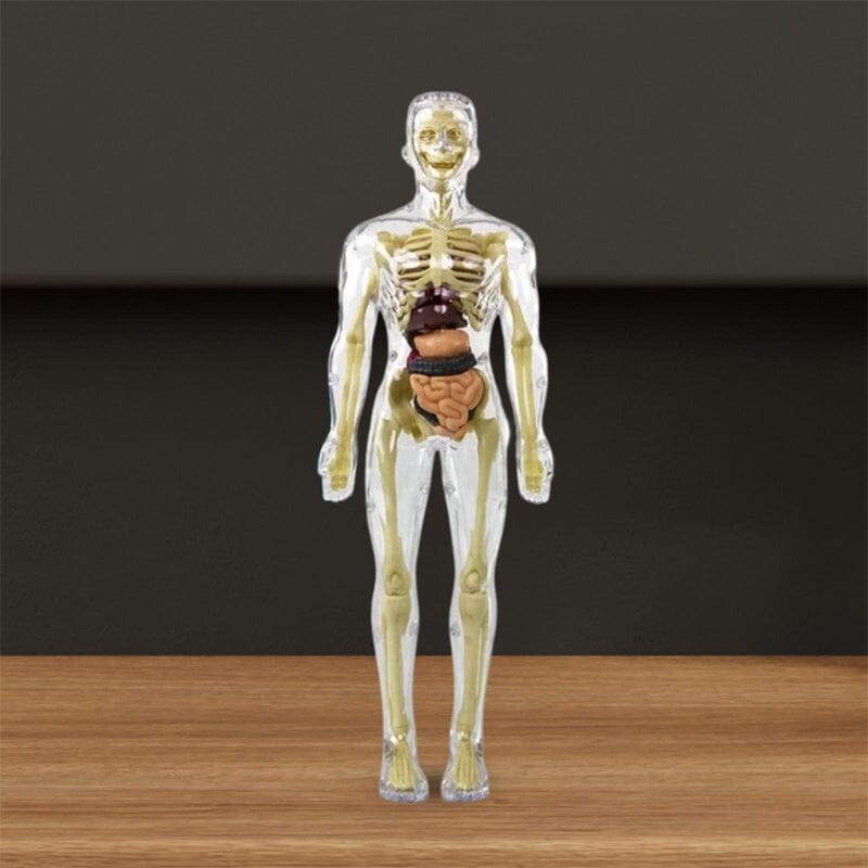 BowLift | 3D human body torso model for children anatomy model skeleton