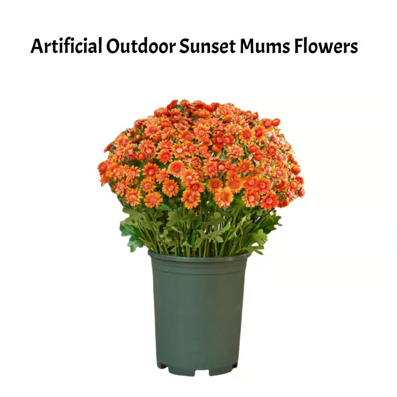 BowLift | AutumnBlaze — Your worry-free garden hit with colors that enchant every autumn!