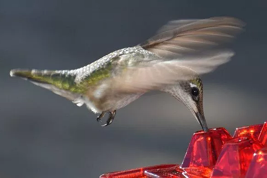 BowLift | Ant Proof Hummingbird Feeder | 30 Feeding Ports, UV Resistant & Ideal for Outdoor Bird Watching