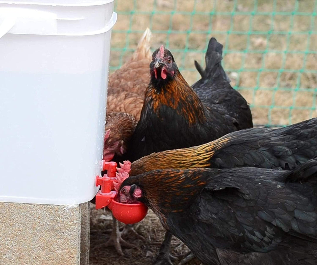 BowLift | Automatic Chicken Water Cup Bird Coop