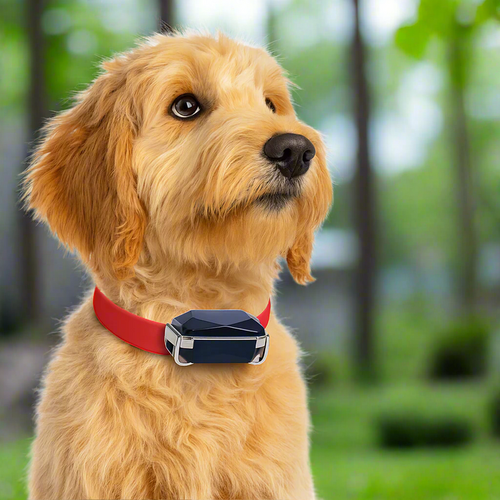 BowLift | GPS Tracker Realtime Leather Pet Collar