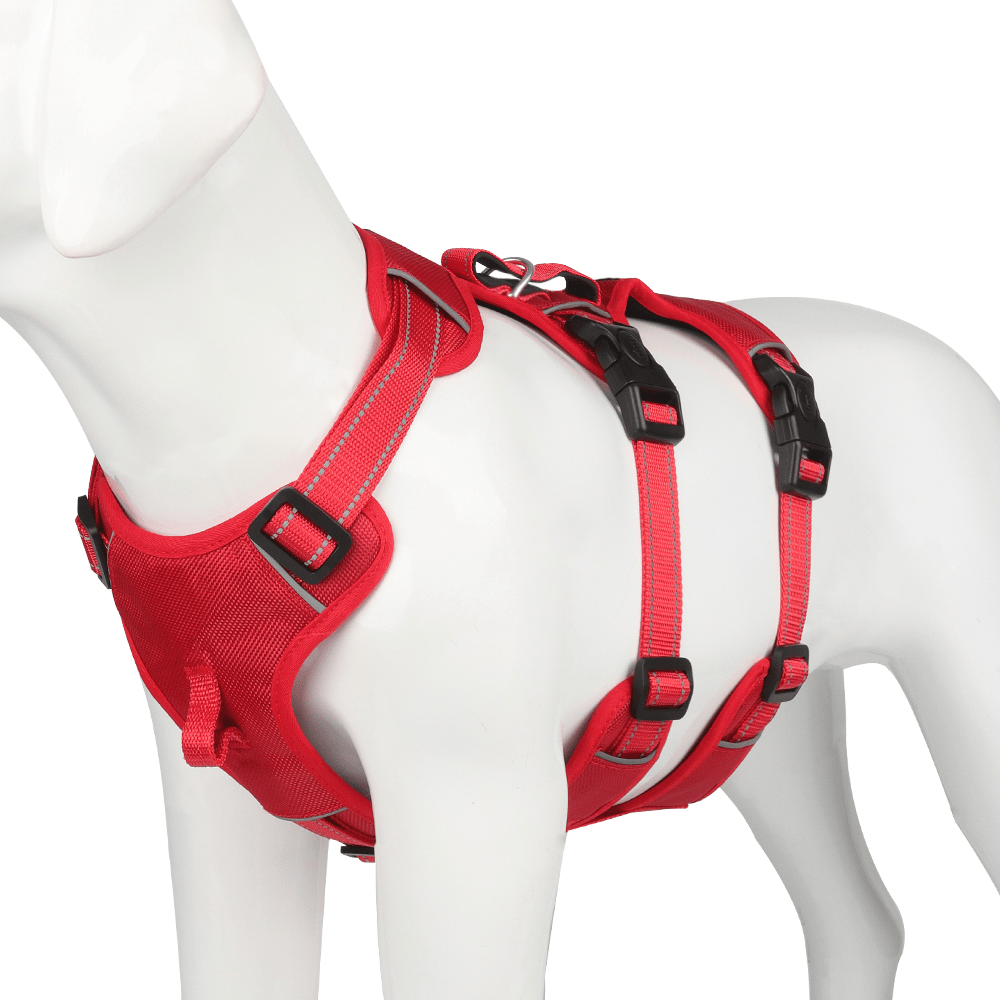 BowLift | Reflective & escape-proof for relaxed walks