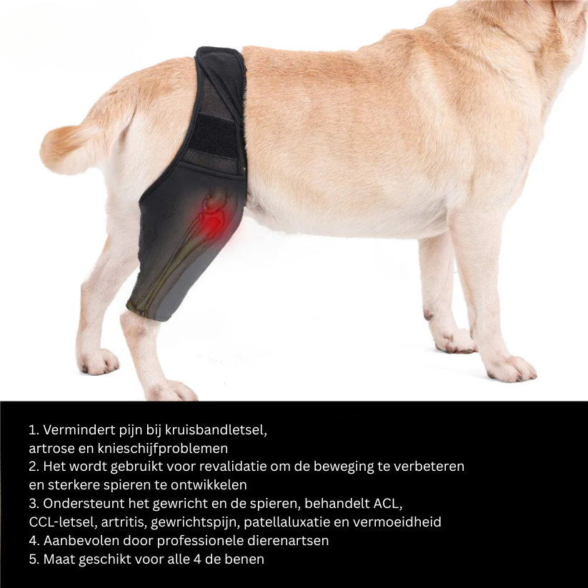 BowLift | PootVitaal Knee Brace for Dogs – Support for Joint Pain and Rehabilitation