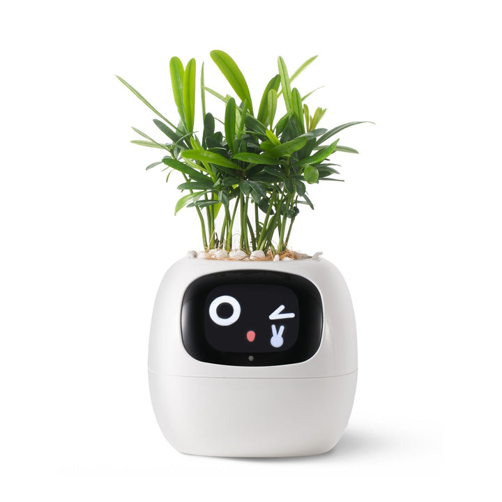BowLift | VerdeGlow – Self-Watering Smart Plant Pot | Automatic Irrigation | Modern Indoor Planter