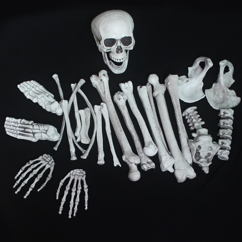 Anatomical Skeleton Model