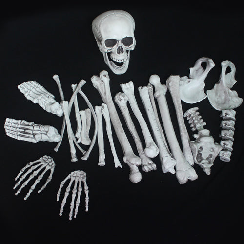 Anatomical Skeleton Model