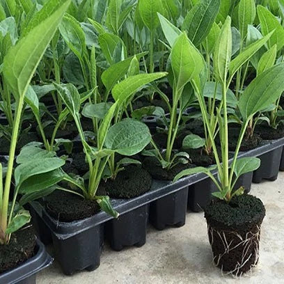 BowLift | Rectangular Plant Bowl – Seedling Tray for Efficient Germination and Growth of Seedlings
