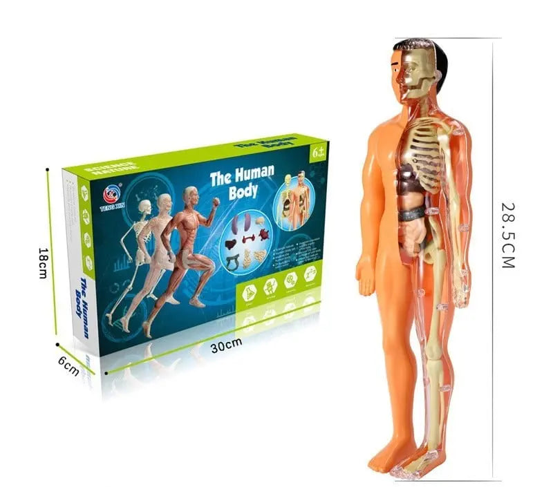 BowLift | 3D model of the human body – Playful anatomy learning