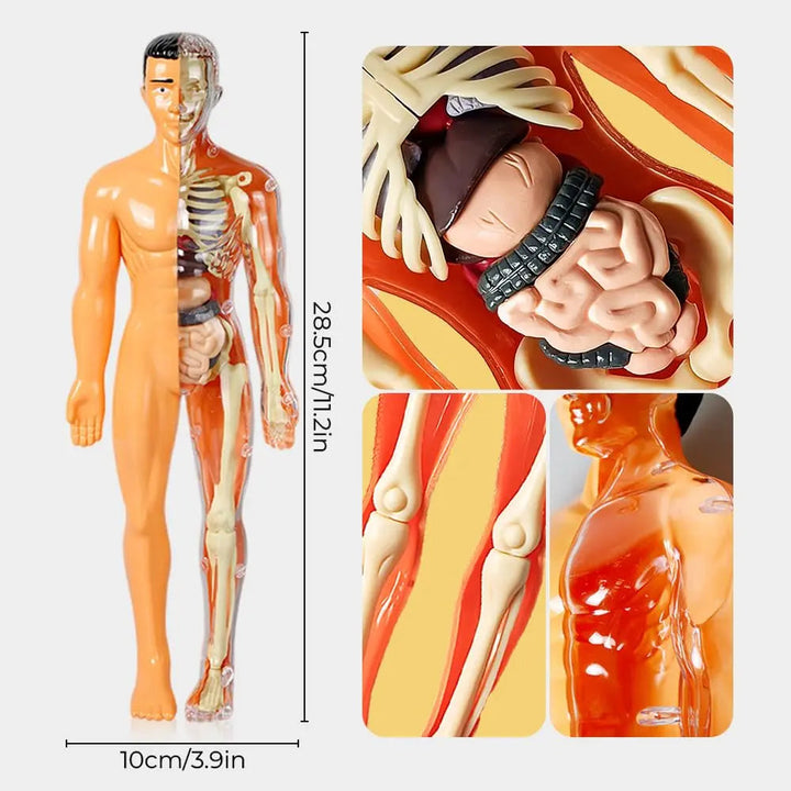 BowLift | 3D model of the human body – Playful anatomy learning