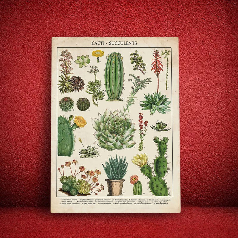Cacti Plants - Canvas Wall Art Painting | Bowlift