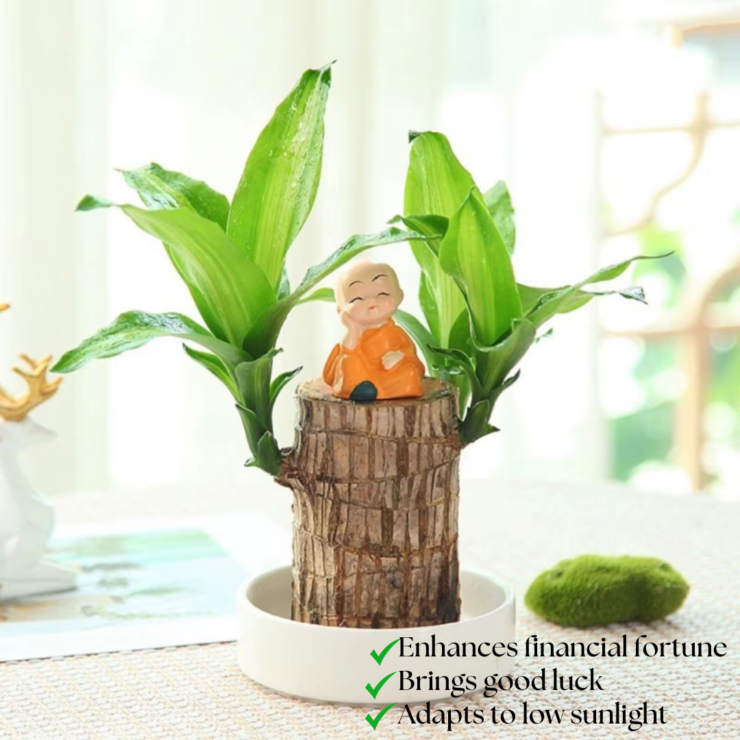 Brazilian Fortune Wood Plant - Bring Financial Luck and Prosperity Bowlift