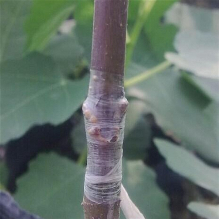 BowLift | Grafting tape for plants – Self-adhesive grafting tape for tree pruning and grafting