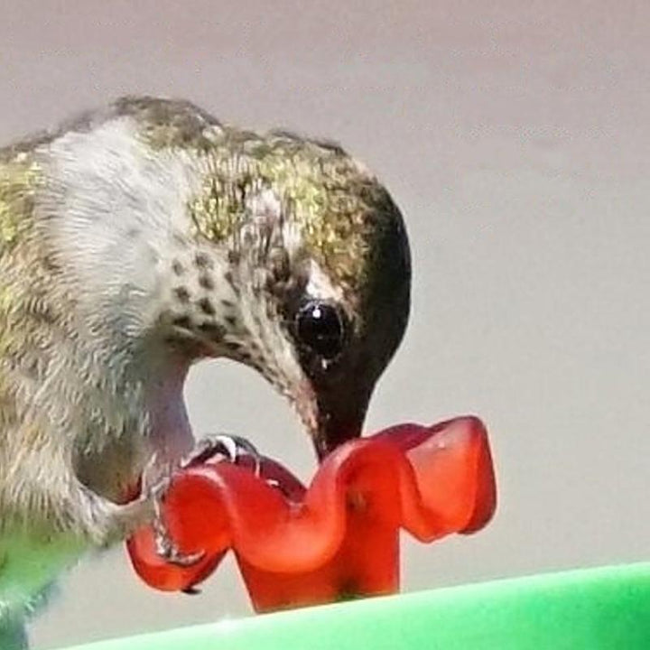 BowLift | Original Hummingbird Wrist Feeder