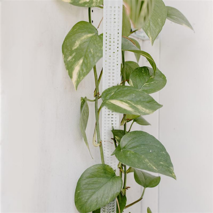 BowLift | Pillar for climbing plants and green plants – Support columns for vertical plant cultivation