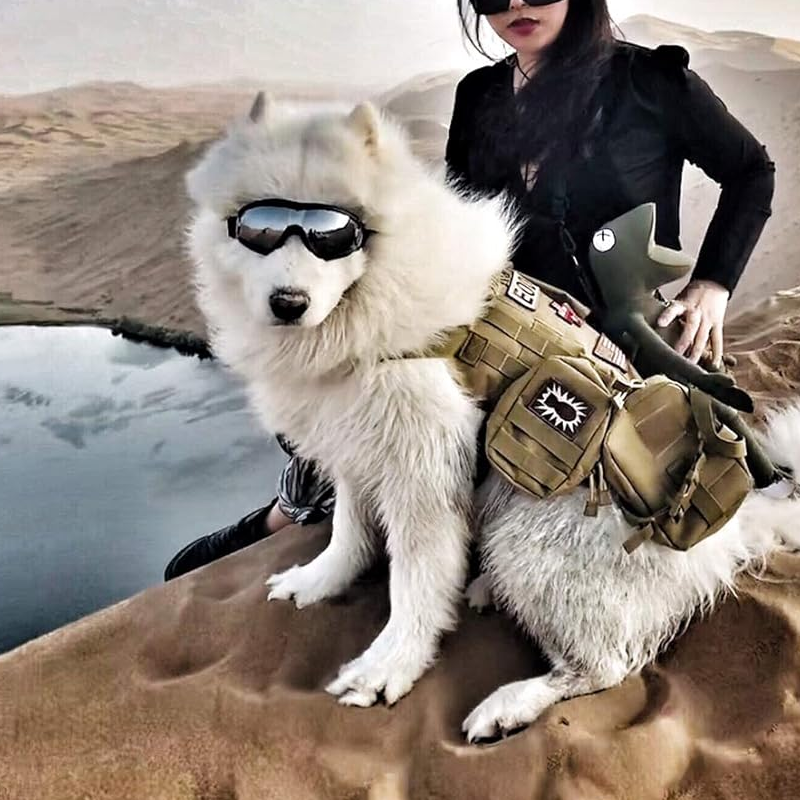 BowLift | Outdoor Protection Glasses for Dogs