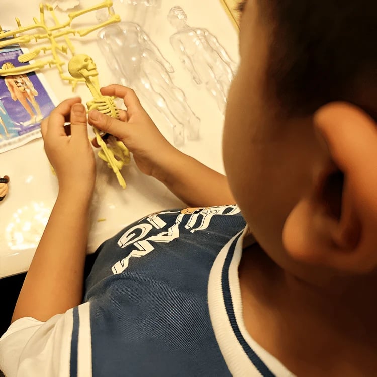 BowLift | Clear Human Body Structure Model