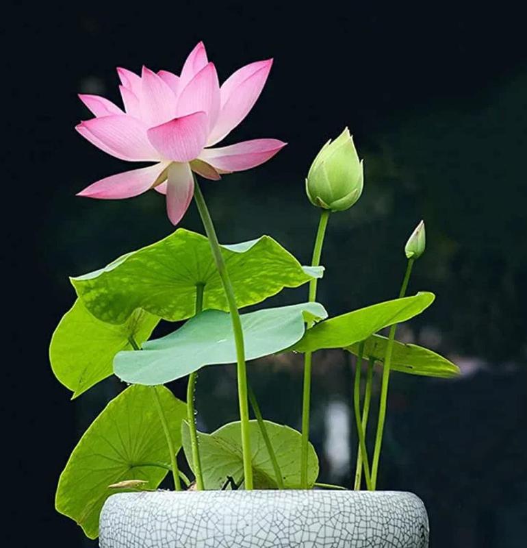 LotusWaters – Bonsai Water Garden Seeds for Pond and Balcony | Bowlift