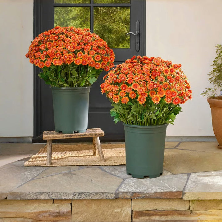 BowLift | AutumnBlaze — Your worry-free garden hit with colors that enchant every autumn!
