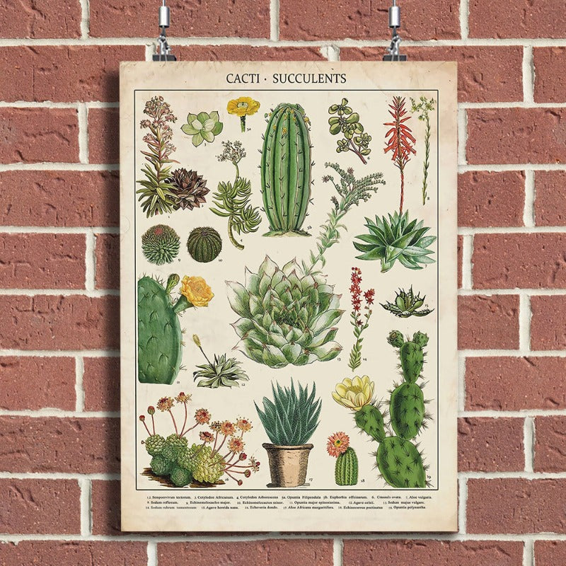 Cacti Plants - Canvas Wall Art Painting | Bowlift