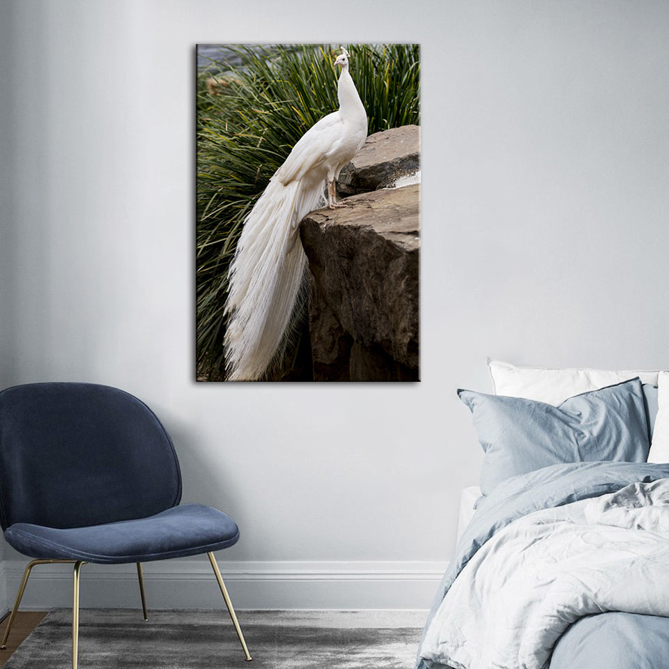 Regal Albino Peacock - Canvas Wall Art Painting | Bowlift