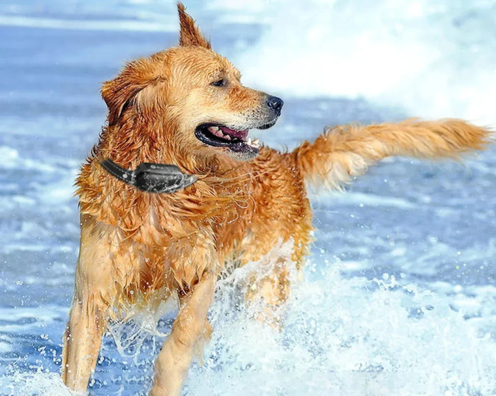 BowLift | Dog Coach Pro Training Collar – Waterproof Electronic Collar with Remote Control