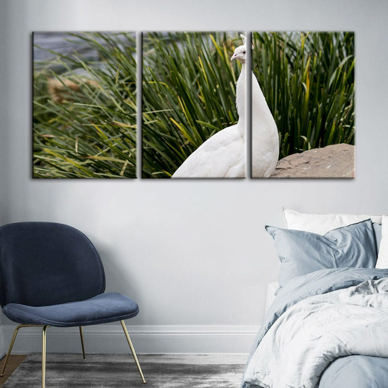 Regal Albino Peacock-Canvas Wall Art Painting 3 Pieces | Bowlift
