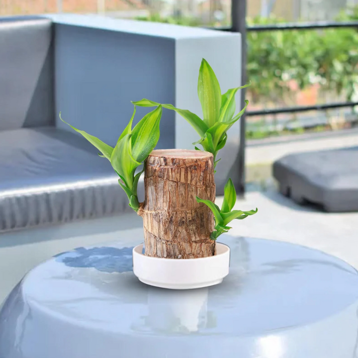 Brazilian Fortune Wood Plant - Bring Financial Luck and Prosperity Bowlift