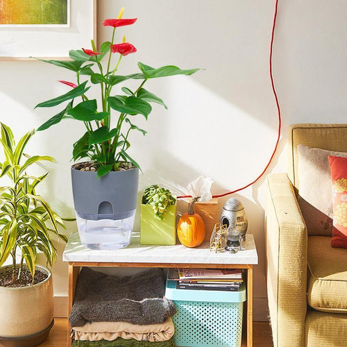 BowLift | Self-watering Hydro-Flower Pot