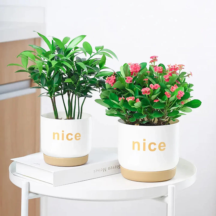 BowLift | Modern Self Watering Planters for Office and Home