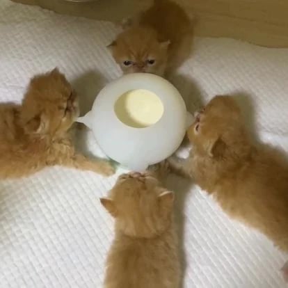 BowLift | Bite-Resistant Simulation Baby Pet Feeding Bowl